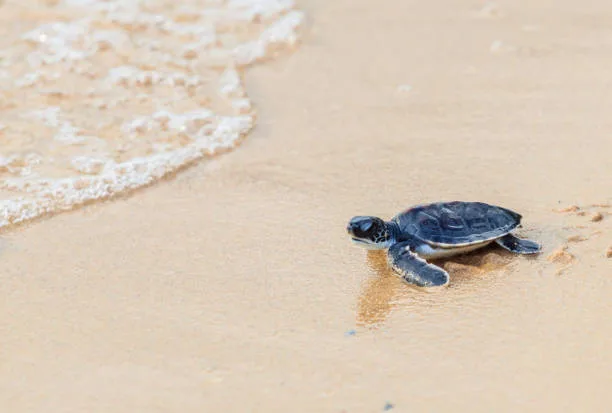 Little Beach Turtle