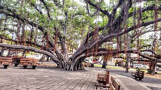 The Enduring Legacy of Maui’s Beloved 150-Year-Old Lahaina Banyan Tree – How Its Roots Run As Deep As the Community’s History and Spirit